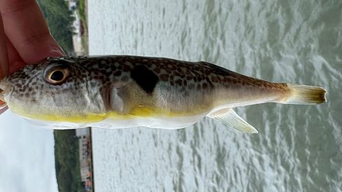 クサフグの釣果