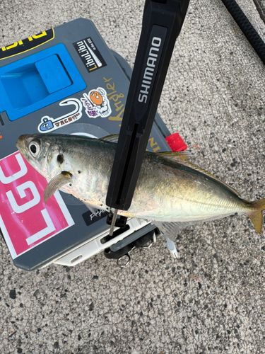 マルアジの釣果