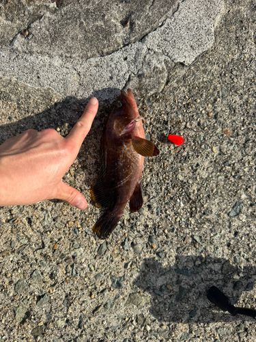 キジハタの釣果