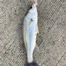 フッコ（マルスズキ）