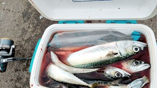 マサバの釣果