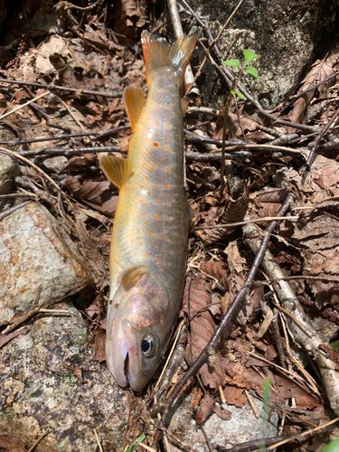 イワナの釣果