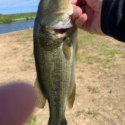 ラージマウスバス