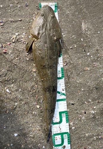 マゴチの釣果