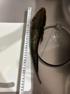 マゴチの釣果