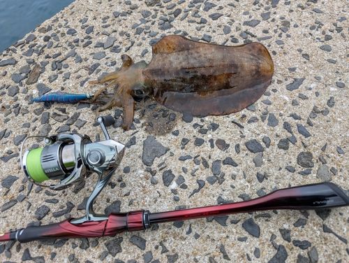 イカの釣果