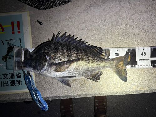 チヌの釣果