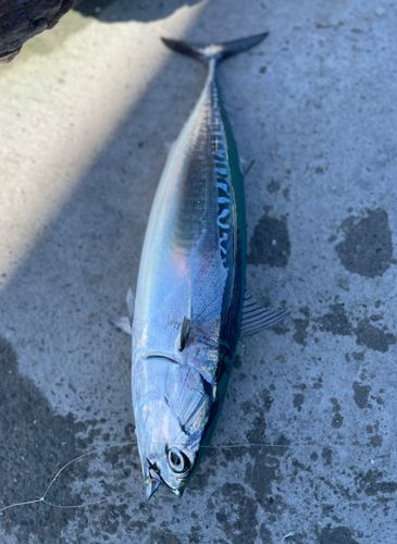 ソウダガツオの釣果