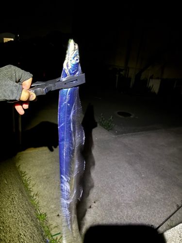 タチウオの釣果