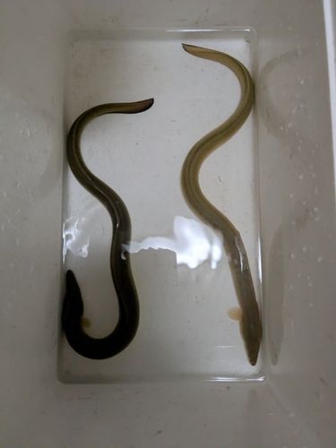 ウナギの釣果