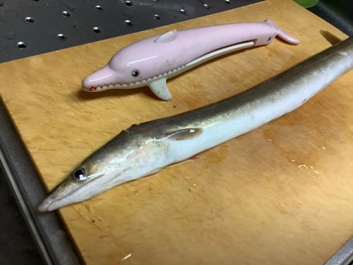 ハモの釣果