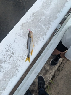 カワムツの釣果