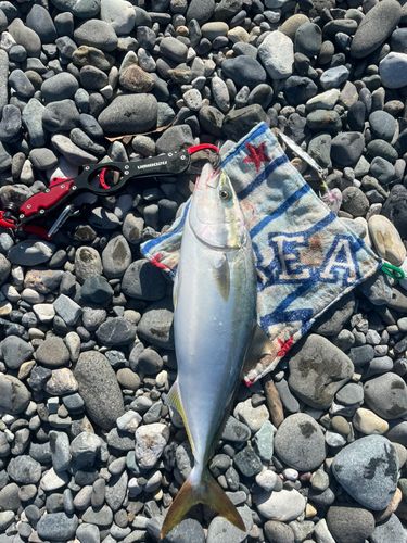 イナダの釣果