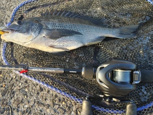 チヌの釣果