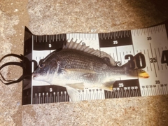 キビレの釣果