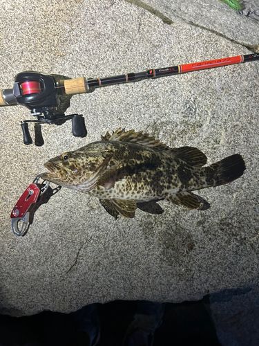 ベッコウゾイの釣果