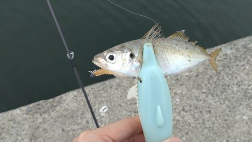 マアジの釣果