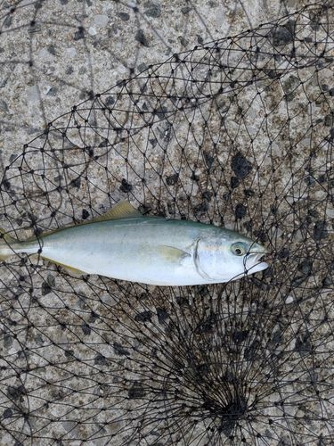 ツバスの釣果
