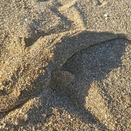 マゴチ