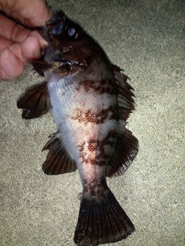 メバルの釣果