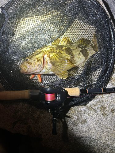 ベッコウゾイの釣果