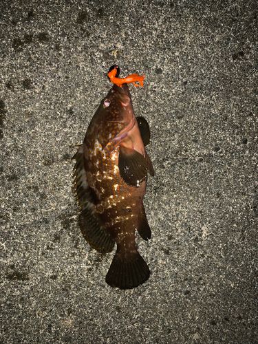 キジハタの釣果