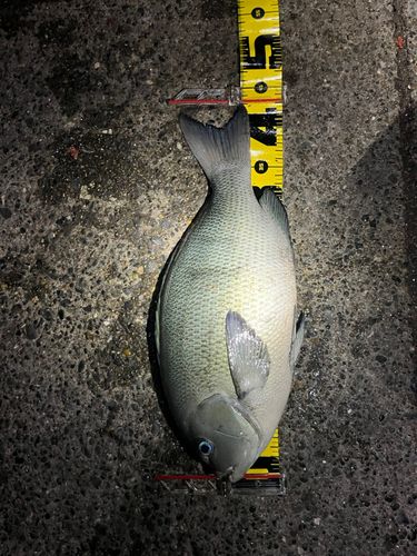 メジナの釣果