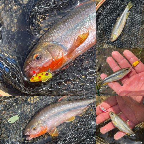 カワムツの釣果