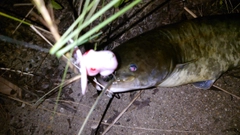 ナマズの釣果