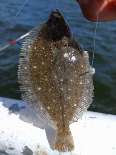 カレイの釣果