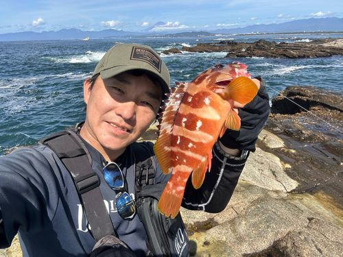 アカハタの釣果