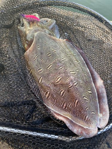モンゴウイカの釣果