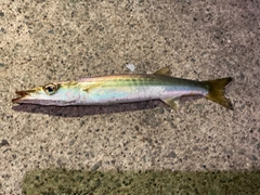 カマスの釣果