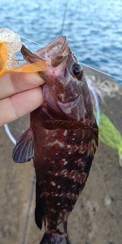 キジハタの釣果