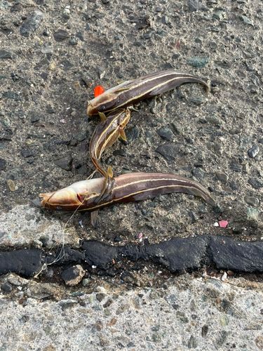 ゴンズイの釣果