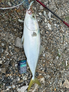 メジロの釣果