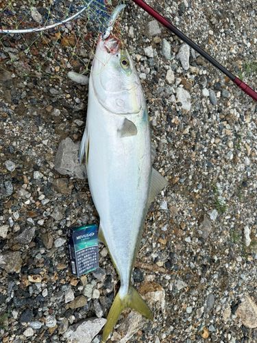 メジロの釣果