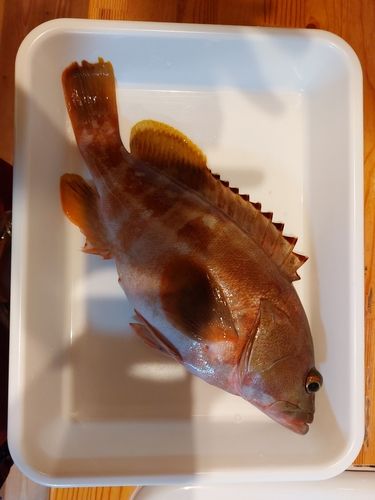 アカハタの釣果