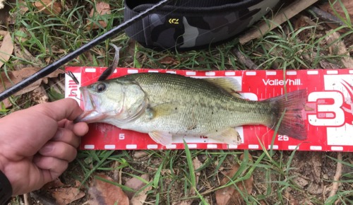 ブラックバスの釣果