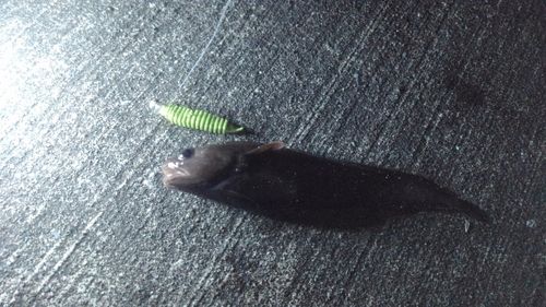 ドンコの釣果
