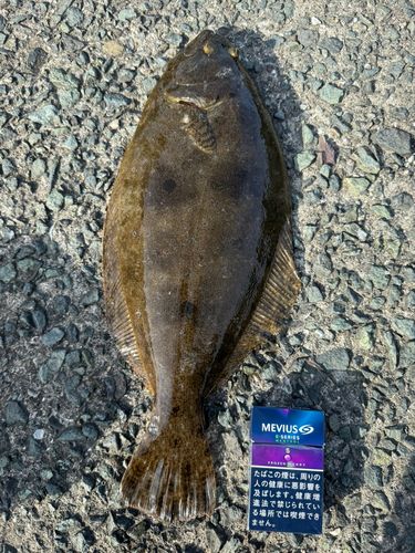 ヒラメの釣果
