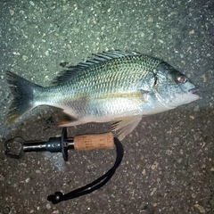 キビレの釣果