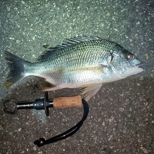 キビレの釣果