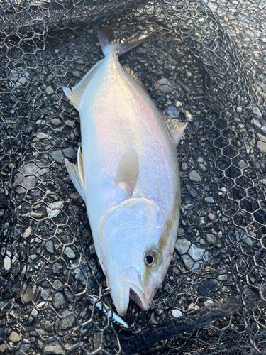 ショゴの釣果