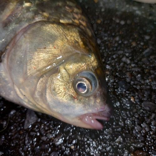 フナの釣果
