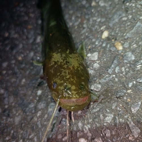 ナマズの釣果