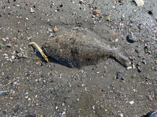 ヒラメの釣果