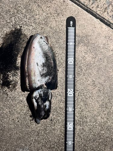 コウイカの釣果