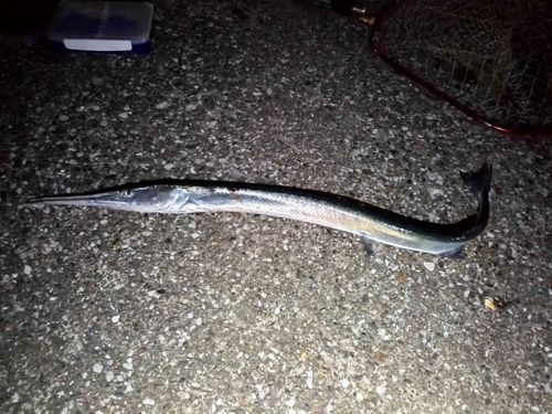 ダツの釣果