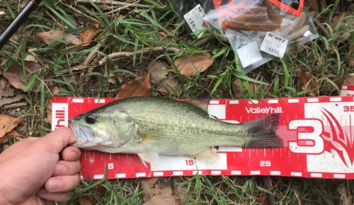 ブラックバスの釣果